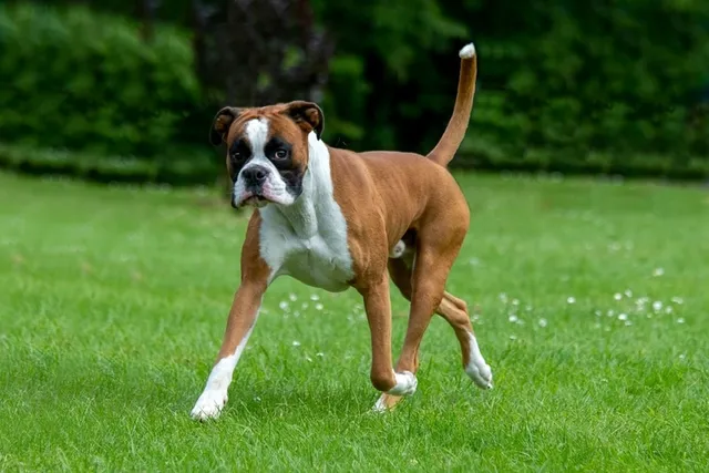 Boxer Dog Breed: Info, Pictures, Traits & Temperament