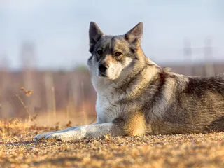 East Siberian Laika Dog Breed: Info, Pictures, Care & More
