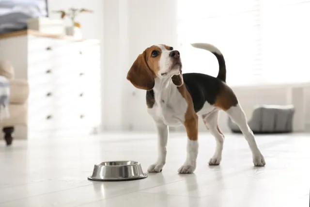 When to Switch to an Adult Dog Food? Vet-Approved Facts & FAQ