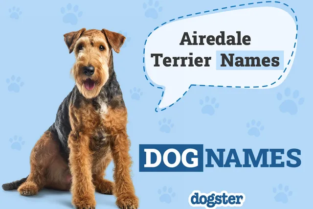 100+ Airedale Terrier Names: Ideas for Classy & Graceful Dogs
