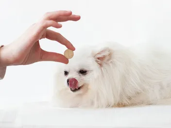 9 Best Glucosamine Supplements for Dogs in 2026 - Reviews & Top Picks