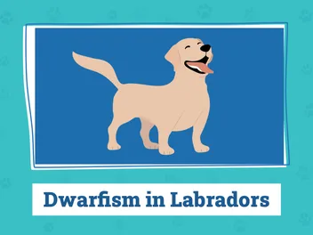 Dwarfism in Labradors: Our Vet Explains the Signs, Causes & Care Guide