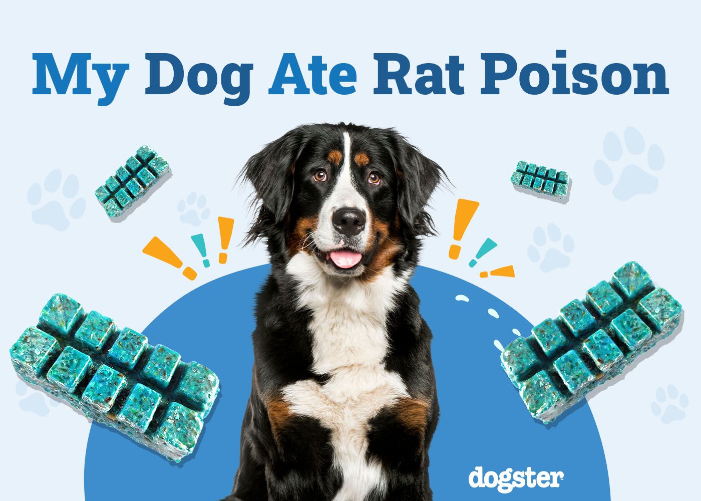 My Dog Ate Rat Poison: Here’s What to Do (Vet Answer)