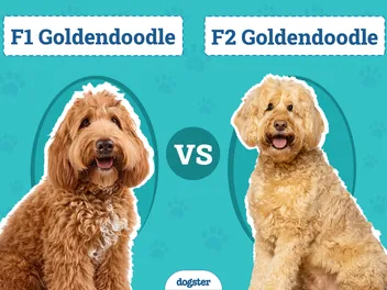 F1 vs. F2 Goldendoodle: The Differences (With Pictures)