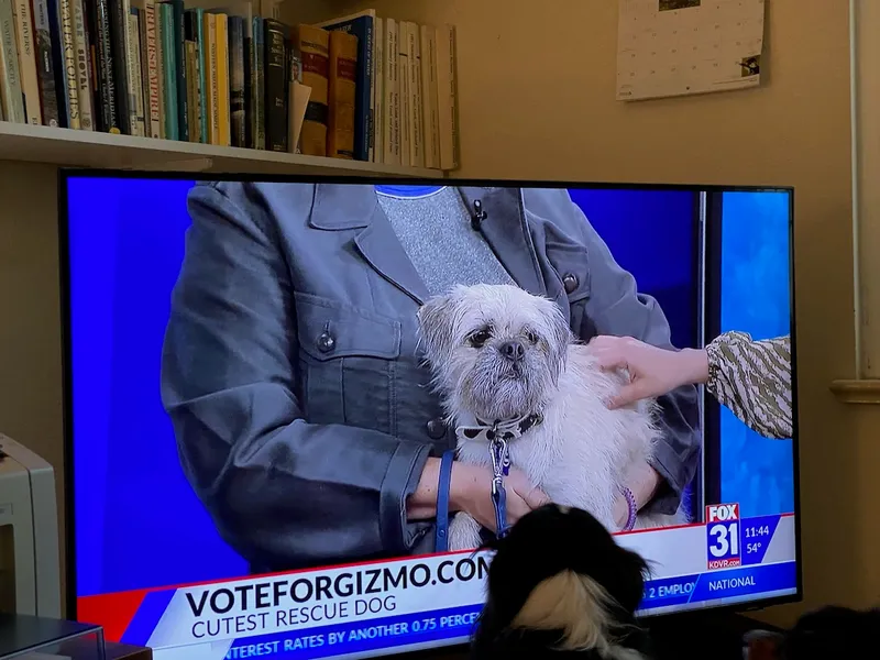 My parents' dogs recognizing Gizmo on TV!