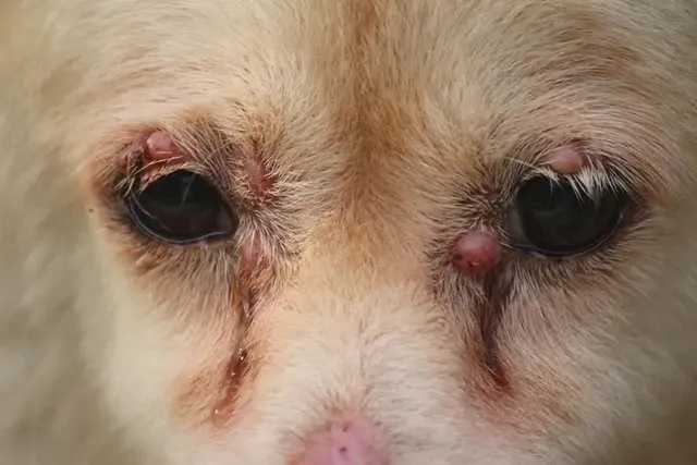 Bumps on My Dog’s Eye: Signs, Causes & Care (Vet Answer)