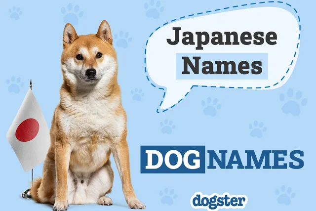 150+ Japanese Dog Names With Meanings: Traditional & Unique Ideas