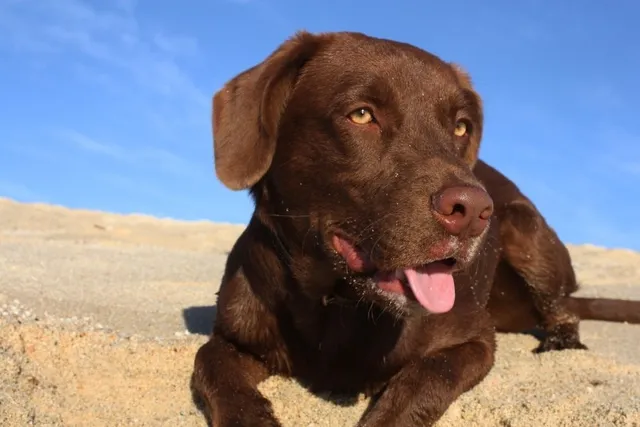 Top 9 Dog-Friendly Beaches Around Capitola, CA: Off-Leash & On-Leash Places to Go