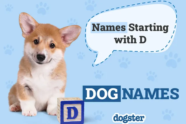 330+ Dog Names That Start With D: Fun & Creative Options
