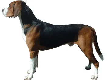 Hamiltonstövare Dog Breed: Info, Pictures, Facts, & Traits