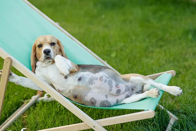 How Long Are Beagles Typically Pregnant For? Vet-Approved Guide