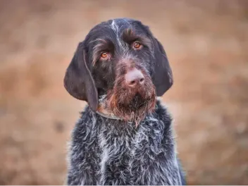 Cesky Fousek Dog Breed: Info, Pictures, Care & More