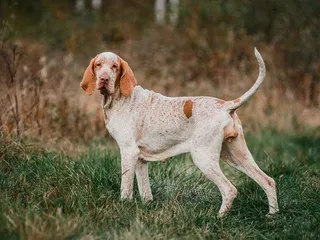 Bracco Italiano: Dog Breed Info, Pictures, Traits & Care