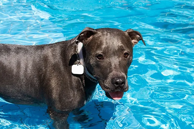 Do Pitbulls Like Water (and Can They Swim)? Facts & FAQ