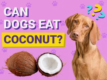 Can Dogs Eat Coconut? Vet-Verified Nutrition Facts & FAQ