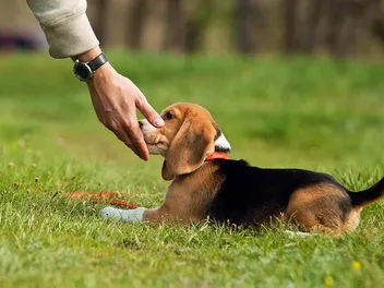 Should I Buy a Pet Store Puppy? 4 Vet-Reviewed Considerations