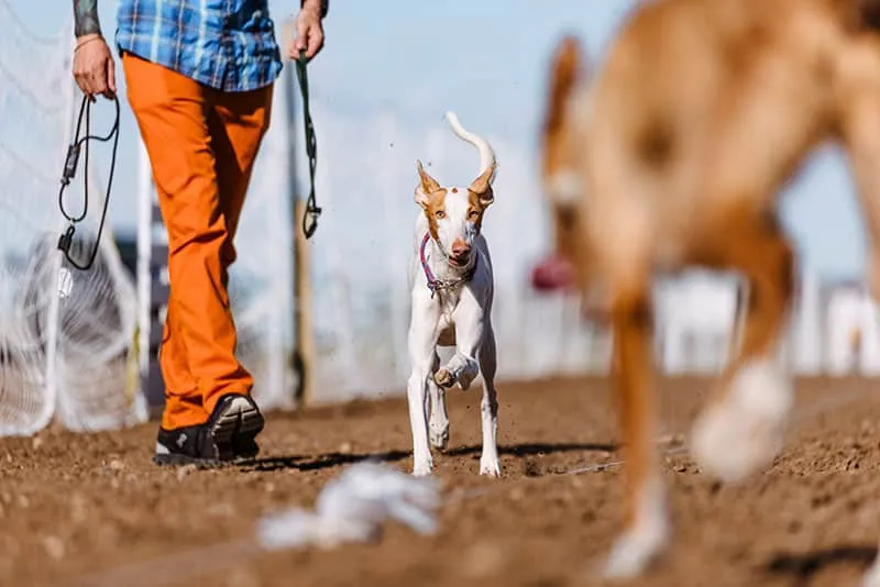 Ibizan Hound competing