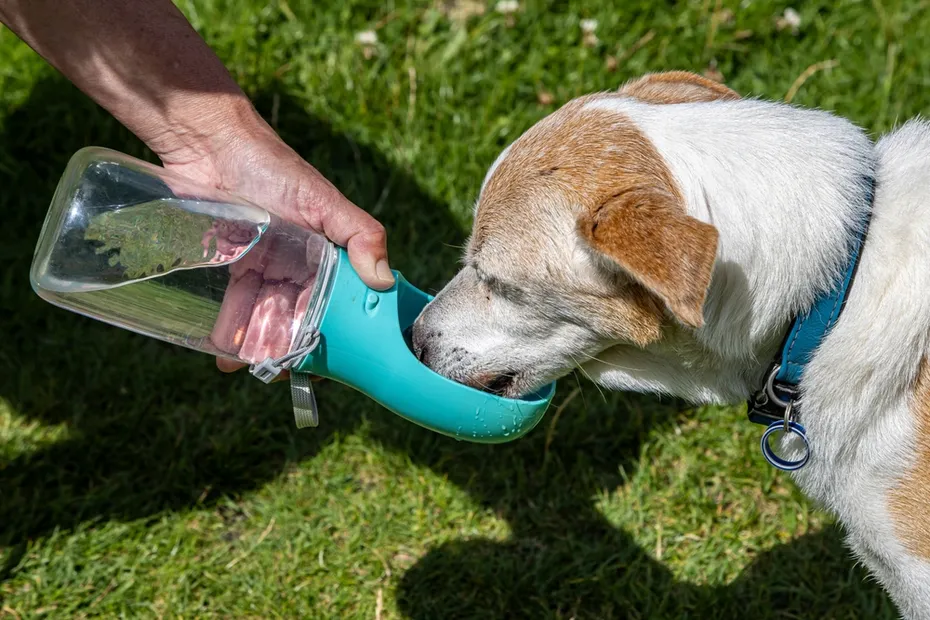 Dog drinking from a water bottle after a walk