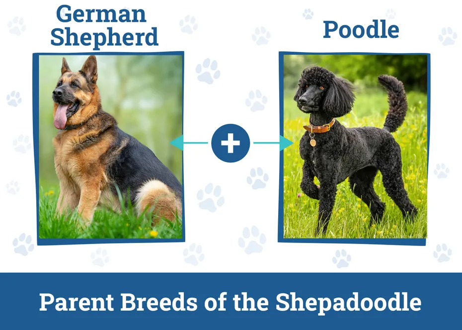 Parent Breeds of the Shepadoodle