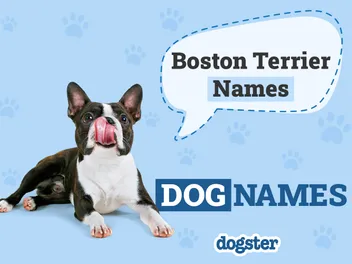 150+ Boston Terrier Names: Unique and Popular Male & Female Ideas