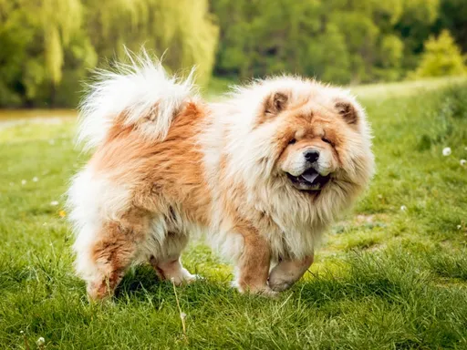 Chow Chow