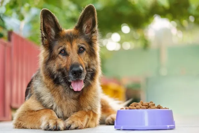 How Much to Feed a German Shepherd: Vet-Approved Guide