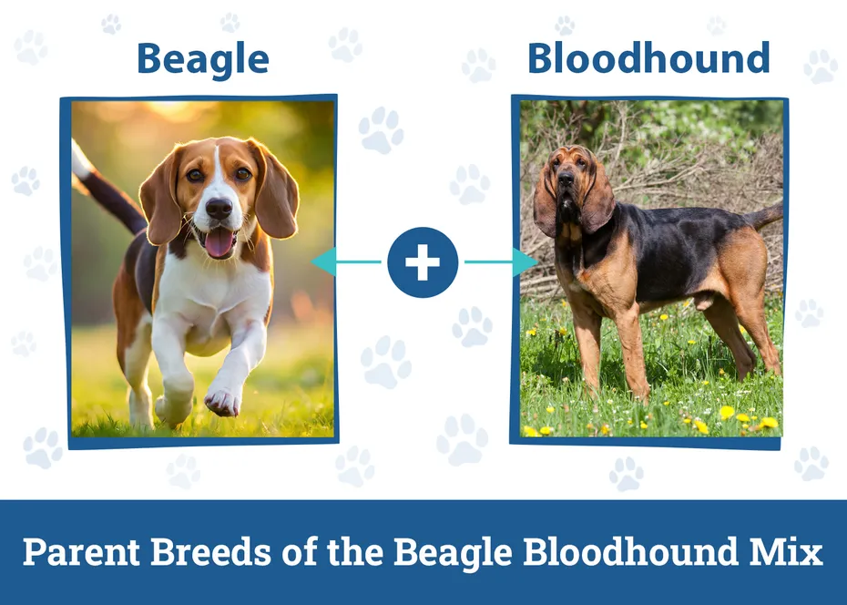 Parent Breeds of the Beagle Bloodhound Mix