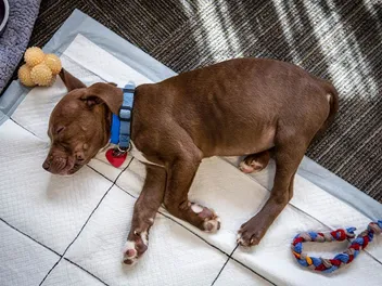 Do Puppies Pee in Their Sleep? Vet Reviewed Facts & FAQ