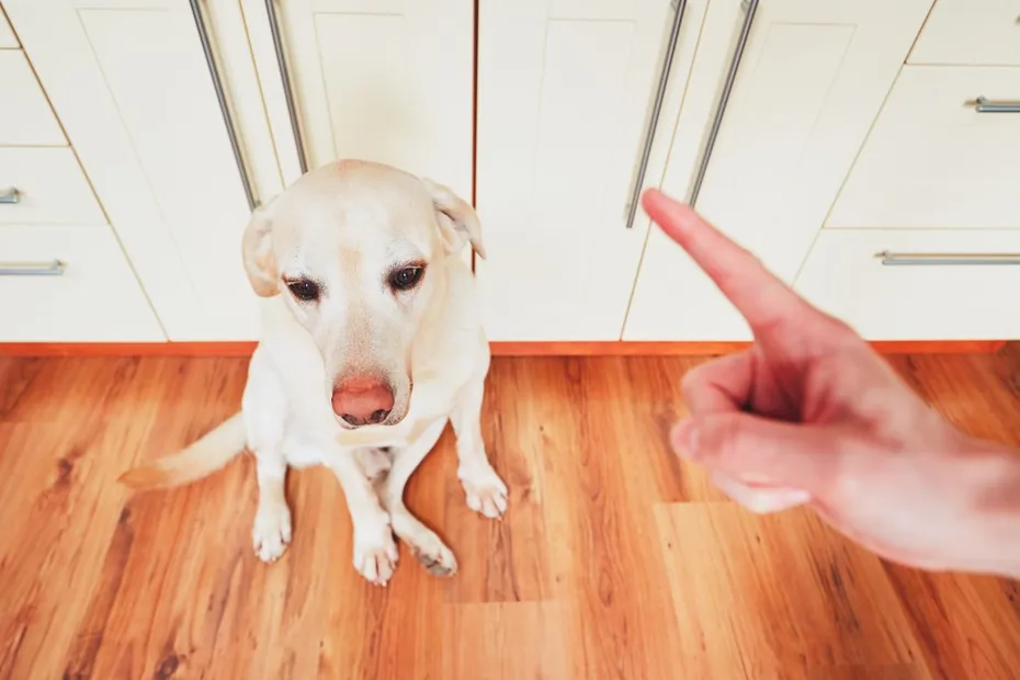 Hand of man and guilty dog or training a yellow labrador retriever dog