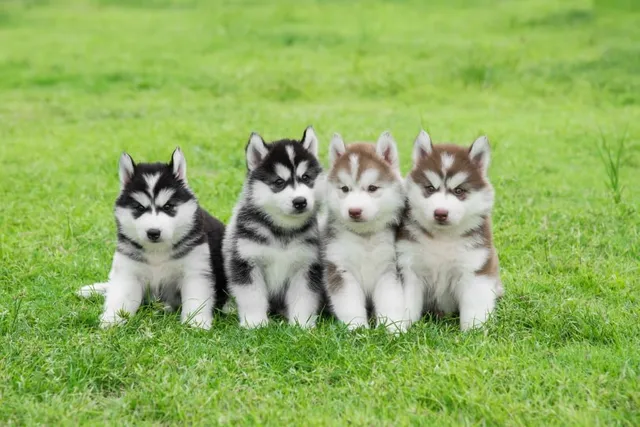 15 Fascinating Puppy Facts That Will Surprise You