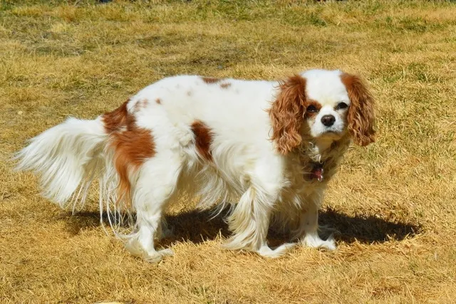 Thrombocytopathies in Dogs: Vet-Verified Signs, Care & Treatment