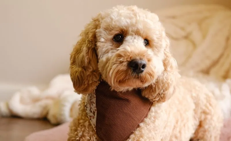 cockapoo with teddy bear haircut