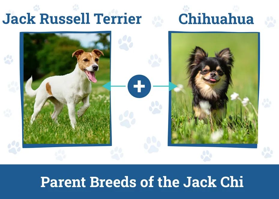Parent Breeds of the Jack Chi