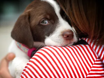 I Gave My Dog Away & Regret It: How to Avoid This Mistake