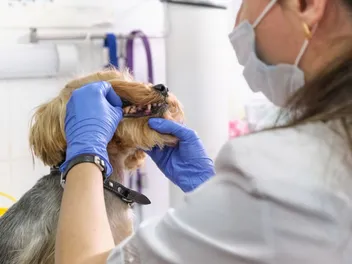How Much Does Dog Cavity Treatment Cost? (2026 Update)