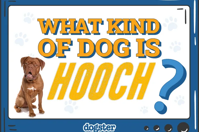 What Kind of Dog Is Hooch? Turner & Hooch in Real Life