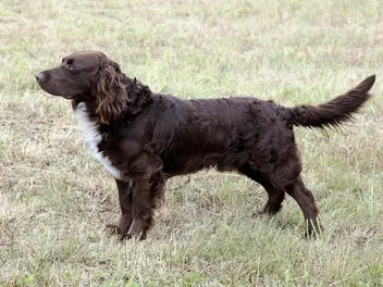 German Spaniel (Deutscher Wachtelhund): Info, Pictures, Care & More