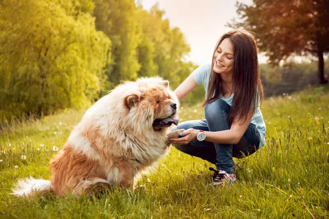 When Is a Dog Considered an Adult? Vet-Approved Facts & FAQ