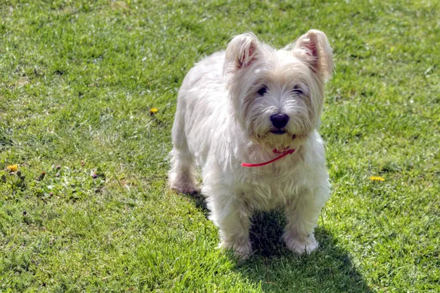 Weston (Coton de Tulear & Westie Mix): Info, Pictures, Care & More