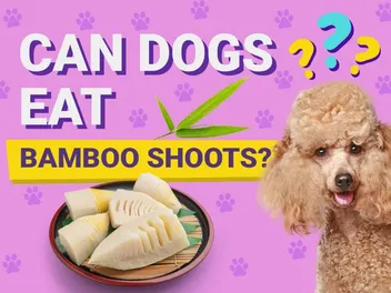 Can Dogs Eat Bamboo Shoots? Vet-Reviewed Facts & FAQ