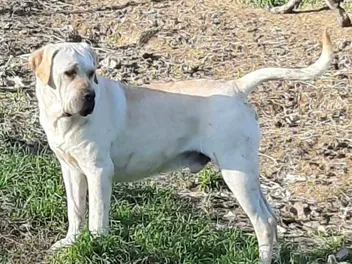 White Cane Corso (Straw Cane Corso): Info, Pictures, History & More