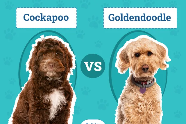 Cockapoo vs Goldendoodle: The Differences (With Pictures)