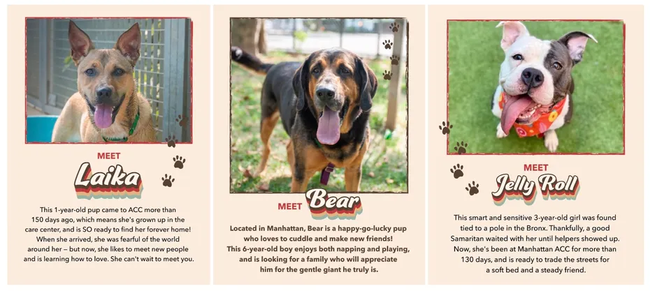Adopt Love adoptable dogs
