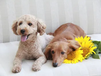 Will a Dachshund Be Good With Other Dogs in My Home? (Facts & FAQ)