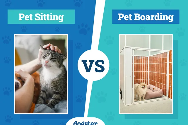 Pet Sitting vs Boarding: Notable Differences & What’s Best for Your Pet