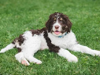 Bernedoodle (Bernese Mountain Dog & Poodle Mix): Info, Pictures, Care & More