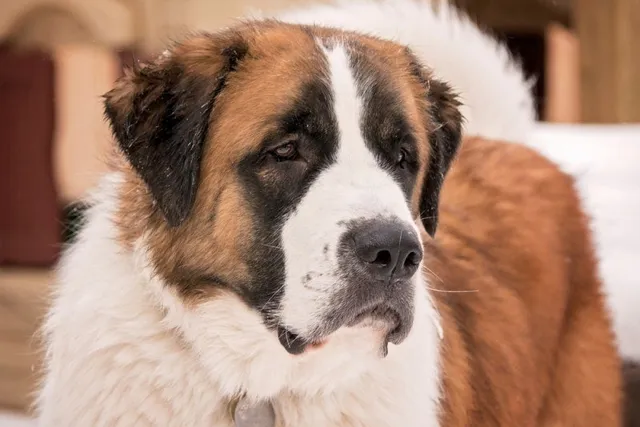 How to Groom a St. Bernard: 8 Vet-Approved Tips & Tricks