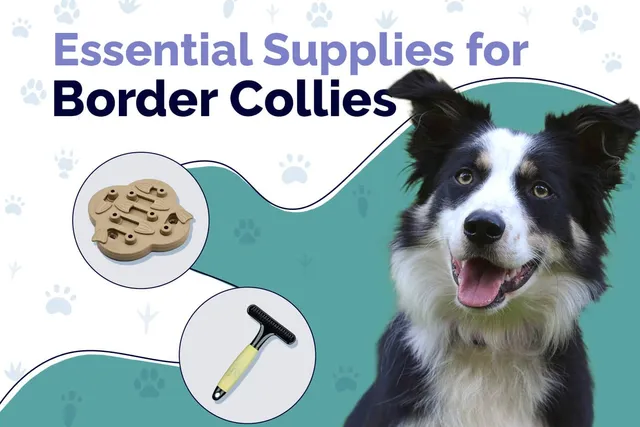 28 Essential Border Collie Supplies to Get You Started: 2026 Update