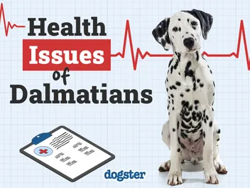 10 Common Health Problems in Dalmatians: Vet-Approved Health Facts & FAQs