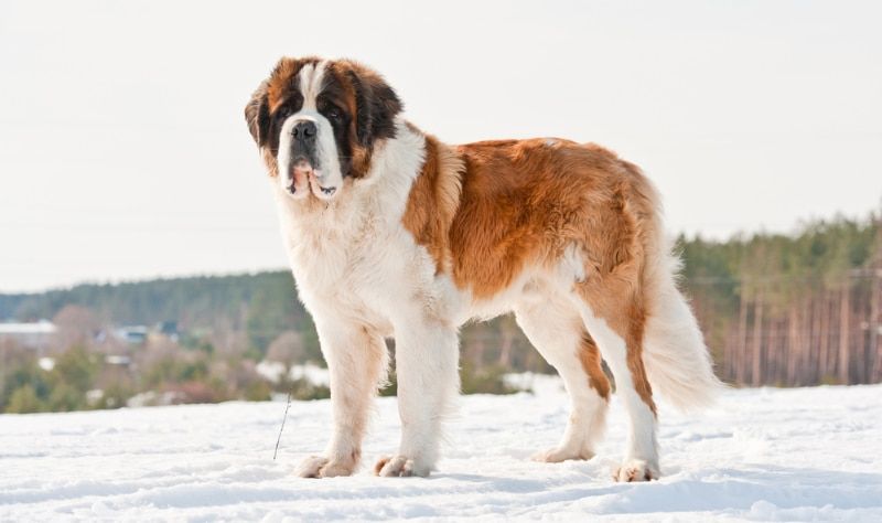saint bernard dog in winter snow